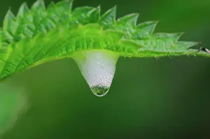 Insect Prints: Froghopper Cuckoo spit on stinging nettle leaf. Dorset, UK June 2012
