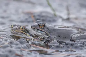 Flanders Prints: frogs with eggs in pond