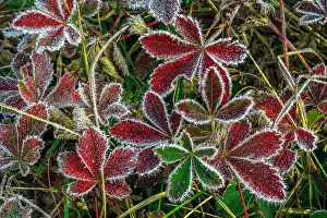 Autumn Prints: Frost on Common Cinquefoil leaves, Pocono Mountains, Pennsylvania