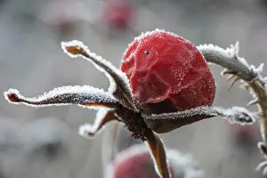 Contrast Prints: Frost on plant in winter garden