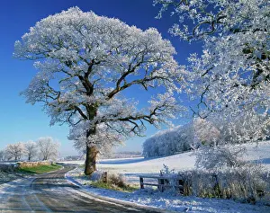 Destination Prints: Frosted tree at roadside and rural winter scene