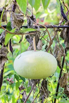 Ambiance Prints: Fruit of the flat Corsican calabash, an inedible gourd that was once used as a gourd