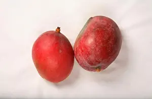 Delicious Prints: Fruit ; Red Mangos ; Sweet ; Sour test ; Colourful ; India