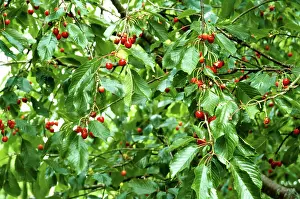 Round Prints: Fruits, cherry on tree Copyright: xAngeloxD Silva/DinodiaxPhotox