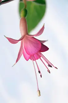 Summer Flowering Prints: Fuchsia Walz Jubelteen, Close side view of one hanging pink flower with protruding stamens and stigma