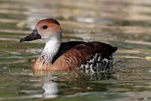 Matter Prints: Fulvous Whistling Duck on water