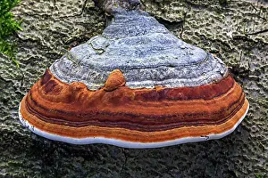 Natural Preserve Prints: Fungus, true tinder fungus (Fomes fomentarius)