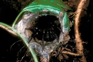 Poisonous Prints: Funnel web Spider in silk lined tube (Atrax robustus) highly poisonous Australia Lamington NP Queensland