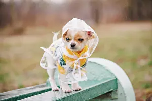 Hood Prints: funny chihuahua dog posing in a raincoat outdoors. The puppy is walking in a raincoat
