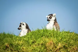 Gaze Prints: Two funny lemurs looking somewhere from the hill