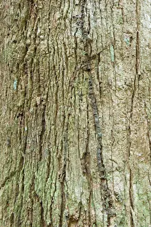 Rainforests Prints: Futui (Jacaranda copaia) close-up of bark