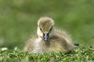 Chicks Prints: Fuzzy gosling