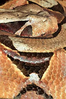 Dangerous Prints: Gaboon Adder, Gabon Viper, Butterfly Adder