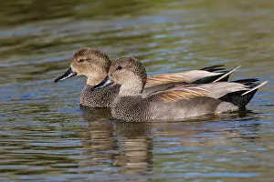 Game Bird Prints: Gadwall (Anas strepera) pair swimming