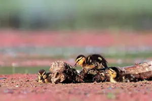 Environments Prints: Gadwall chicks Kerkini lake Greece