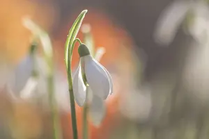 Flanders Prints: Galanthis nivalis, snowdrop flower close up