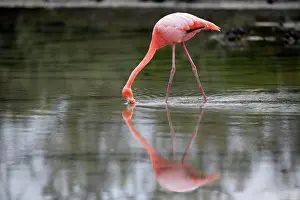 Animal Prints: Galapagos Flamingo, (Phoenicopterus ruber glyphorhynchus)