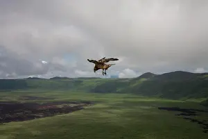 Animal Prints: A Galapagos hawk takes flight over the caldera of Alcedo Volcano on Isabella Island in the Galapagos Islands