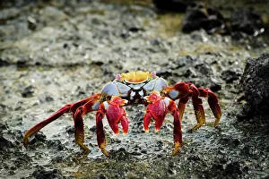 Ecuador Prints: Galapagos Islands, Ecuador, Isabela Island. Sally Lightfoot on wet rocks