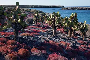 Ecuador Prints: Galapagos Islands, Huge cactus trees and red sesuvium grow on the otherwise barren island of South Plaza