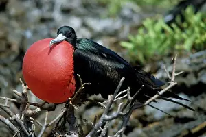 Ecuador Prints: GALAPAGOS ISLANDS, MALE FRIGATE BIRD WITH RED INFLATED THROAT POUCH, (MATING BEHAVIOR)
