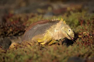 Insular Region Prints: Galapagos Land Iguana (Conolophus subcristatus) feeding amongst sea purslane in morning sunlight