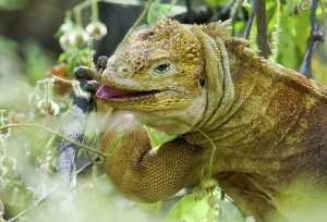 Animal Mouth Prints: Galapagos Land Iguana (Conolophus subcristatus) feeding in vegetation