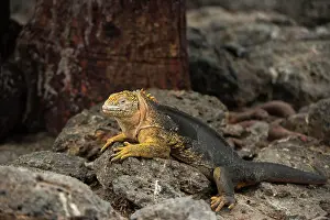 Ecuador Prints: Galapagos Land Iguana (Conolophus subcristatus) South Plaza Island