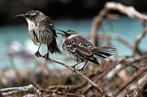 Animal Prints: Galapagos Mockingbird (nesomimus parvulus), Galapagos islands