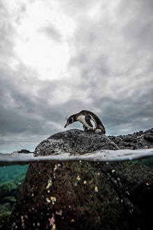 Ecuador Prints: Galapagos Penguin resting on rocks, Seymour, Galapagos, Ecuador