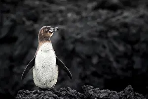 Penguin Prints: Galapagos penguin (Spheniscus mendiculus), Isabela Island, Galapagos