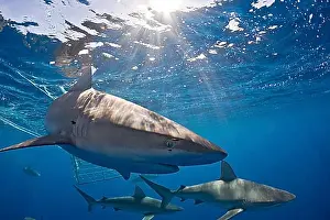 Extinction Prints: Galapagos sharks, Carcharhinus galapagensis, Oahu, Pacific, Hawaii, USA, North America