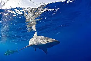 Extinction Prints: Galapagos sharks, Carcharhinus galapagensis