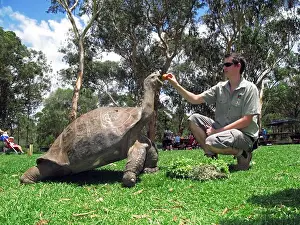 Endangered Prints: galapagos tortoise geochelone nigra captive specimen in australian zoo