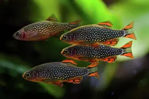 Aquarium Prints: Galaxy rasbora, Danio margaritatus. School. Aquarium. Portugal