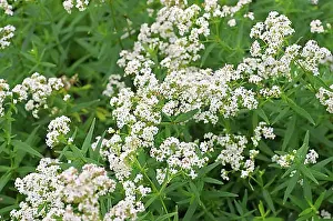 Wild Flowers Prints: Galium boreale, northern bedstraw, Galium boreale a white wildflower