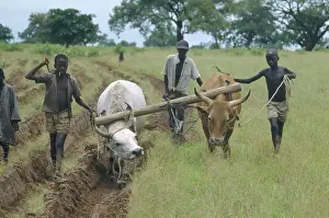 Gambian Prints: Gambia, Farming, Ploughing With Oxen After A Drought