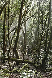 Natural Preserve Prints: Garajonay National Park, laurel forest