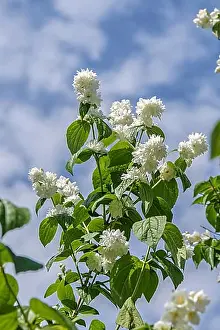Woody Plant Prints: Garden jasmine (Philadelphus Minnesota Snowflake')