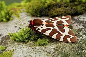 Butterfly Prints: Garden tiger moth (Arctia caja) Rhineland-Palatinate, Germany, Europe