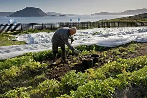 Harvesting Prints: A gardener harvesting potatoes at the Agricultural Research Station in Upernaviarsuk