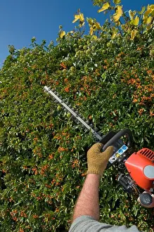 Hedge Prints: Gardener hedge cutting