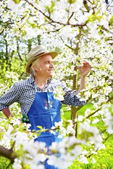 Alter Prints: Gardener South Tirol cherry flower Strohhut Gardener with straw hat controls cherry flower in South Tirol