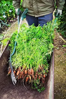 Cart Prints: A gardener with a wheelbarrow of fresh pulled carrots