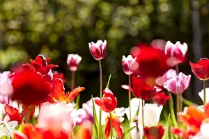 Tulip Prints: gardening, botany and nature concept - close up of beautiful tulip flowers at summer garden