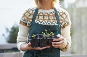 Vegetables Prints: Gardening, seedling and hands of woman with plants for landscaping