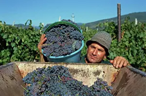 Tuscany Prints: Gathering Sangiovese grapes at Grati