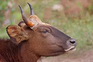 Juveniles Prints: Gaur (Bos gaurus gaurus) immature