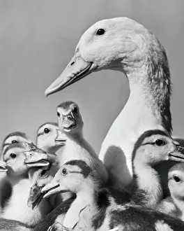 Nurturing Prints: Geese