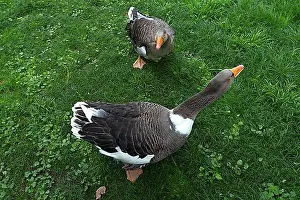 Gardens Prints: Geese (Anserini) in the municipal park of Lahr, Baden-Wuerttemberg, Germany, Europe